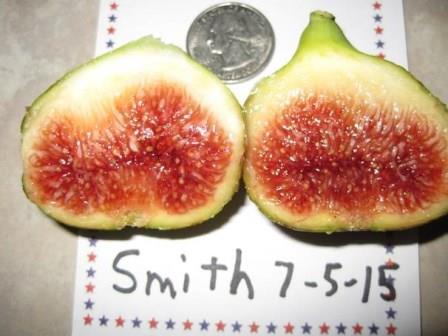 Smith Fig, Becnel's Smith Fig
