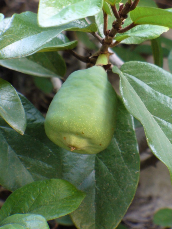 Climbing Fig Vine, Creeping Fig