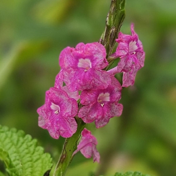 Fiercely Fuchsia Porterweed