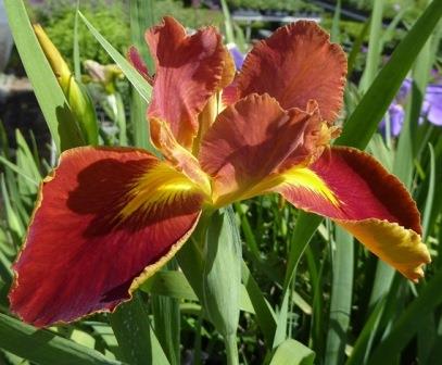 Fiesta Gal Louisiana Iris (Red, Yellow Signals, Midseason)