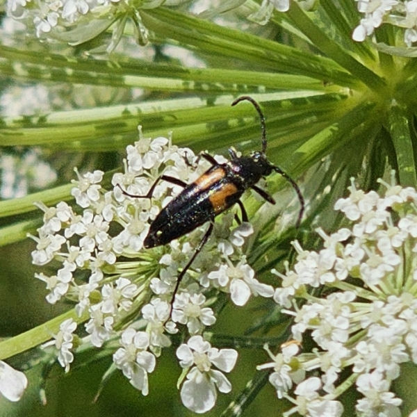 American Wild Carrot, Rattlesnake Weed