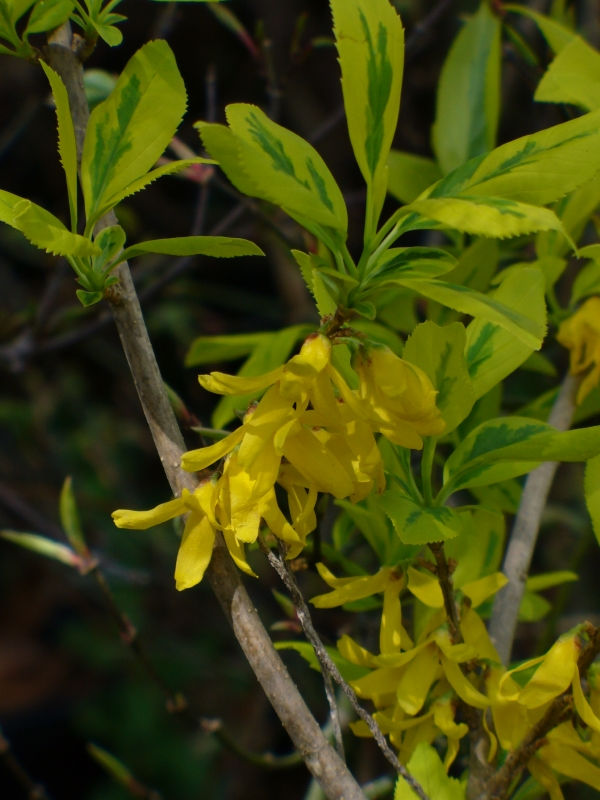 Ilwang Dwarf Golden Variegated Korean Forsythia, Green Stem Forsythia