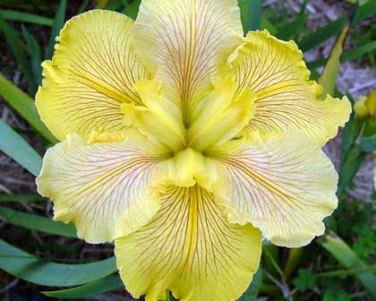 Fortune Finder Louisiana Iris (Yellow, Early-Midseason)