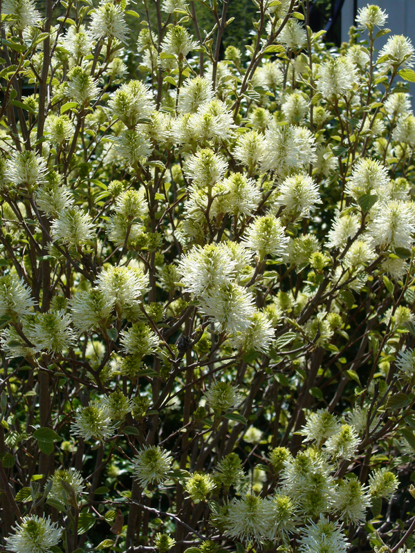 Mount Airy Fothergilla