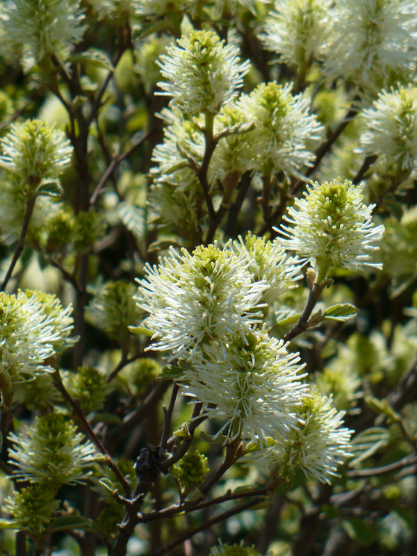 Mount Airy Fothergilla