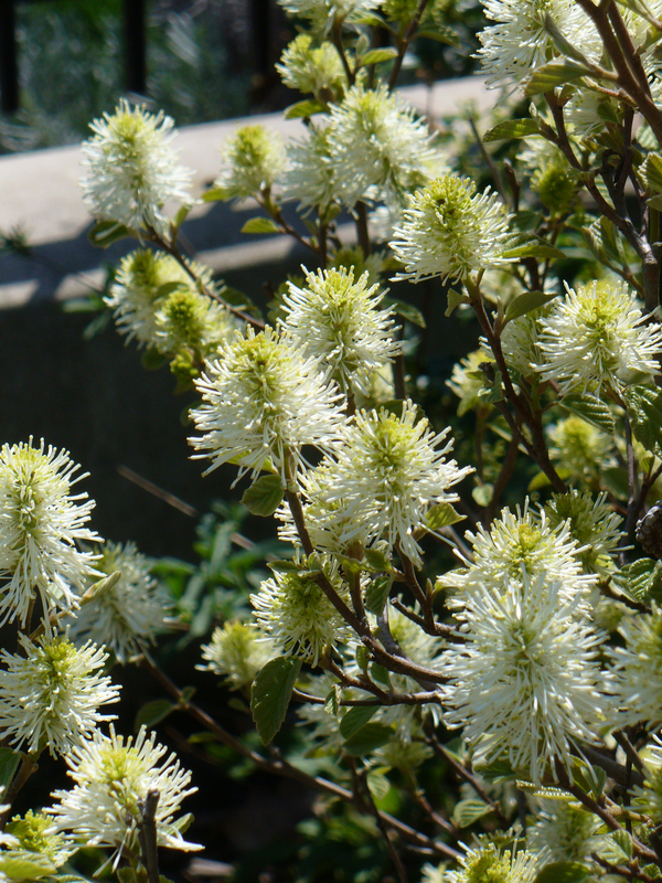 Mount Airy Fothergilla