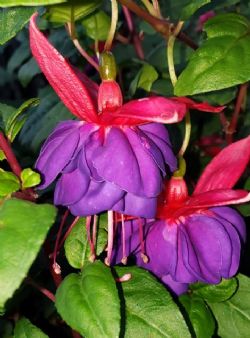 Dark Eyes Fuchsia (Red and Purple Double, Trailing)