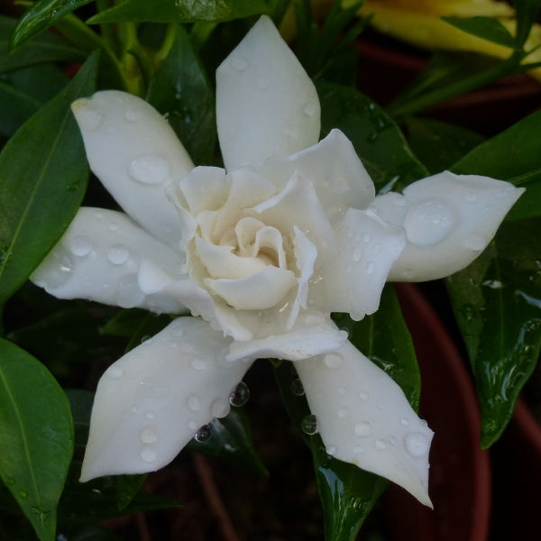 Frostproof Gardenia