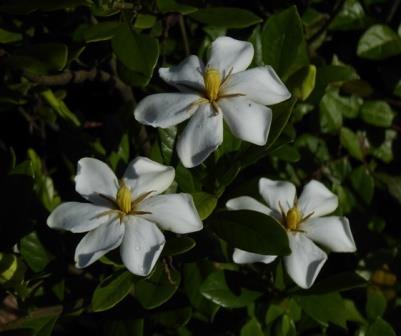 Gardenia Martha Turnbull, Gardenia Rosedown Beauty