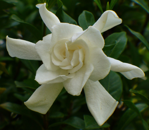 August Beauty Gardenia, Cape Jessamine, Cape Jasmine