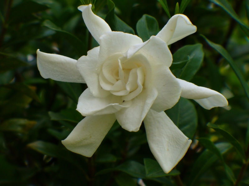 August Beauty Gardenia, Cape Jessamine, Cape Jasmine