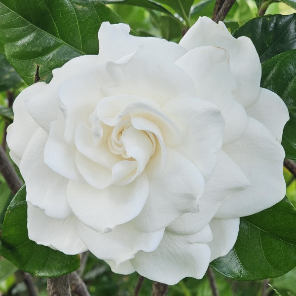 Aimee Gardenia, Aimee Yoshioka Cape Jasmine