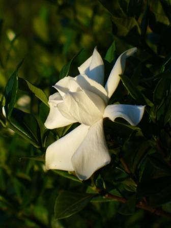 August Beauty Gardenia, Cape Jessamine, Cape Jasmine