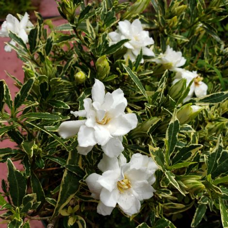 Variegated Radicans Dwarf Gardenia