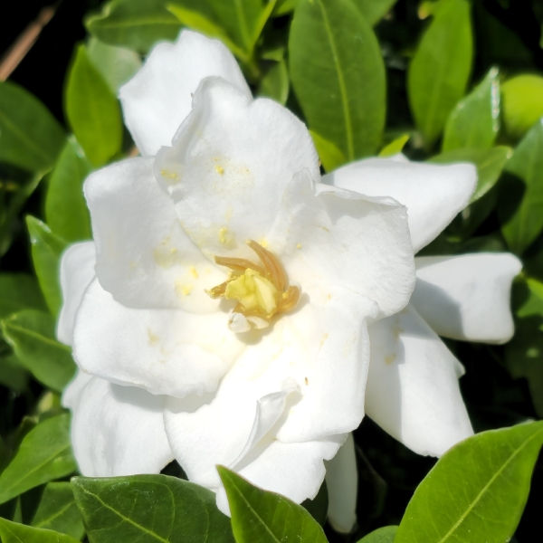 Radicans Dwarf Gardenia, Miniature Gardenia