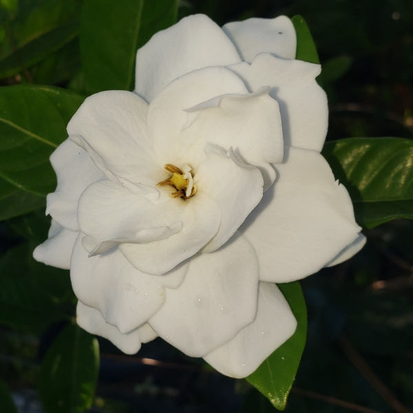 Vietchii Gardenia, Everblooming Gardenia