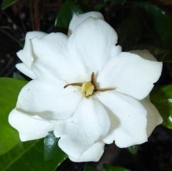 Vietchii Gardenia, Everblooming Gardenia