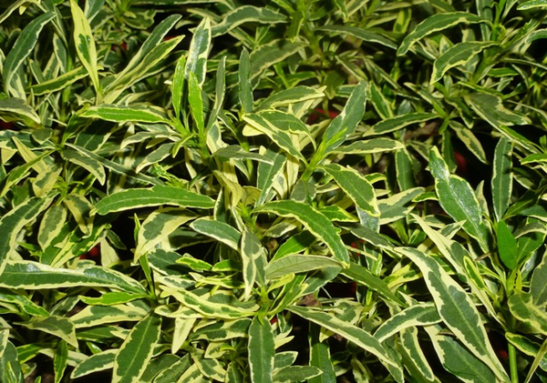 Variegated Radicans Dwarf Gardenia