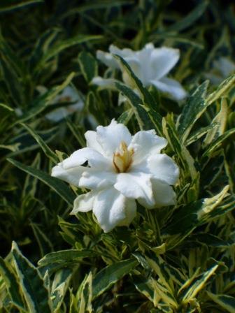Variegated Dwarf Gardenia