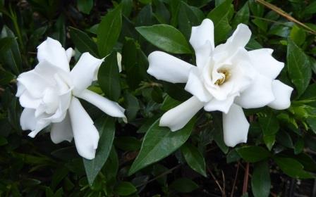 Lowe's White Radicans Dwarf Gardenia Flowering Shrub In Pot (With Soil) in  the Shrubs department at