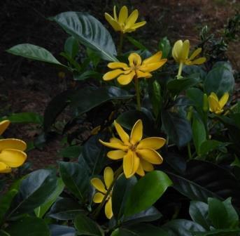 Golden Gardenia, Kedah Gardenia, Golden Pinwheel Gardenia