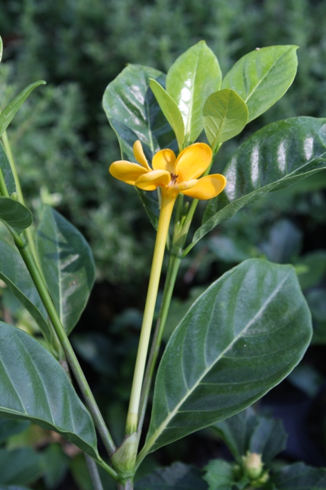 Golden Gardenia, Kedah Gardenia, Golden Pinwheel Gardenia