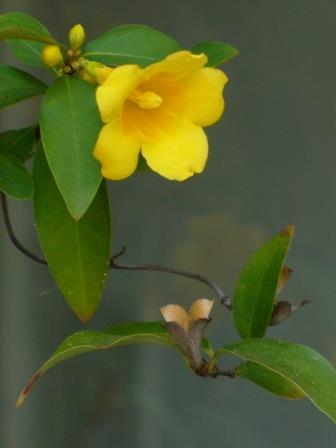 Carolina Yellow Jessamine, Carolina Jasmine, Evening Trumpet Flower, Woodbine