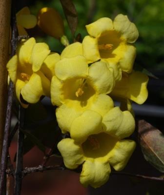 Margarita Carolina Yellow Jessamine, Carolina Jasmine, Evening Trumpet Flower, Woodbine