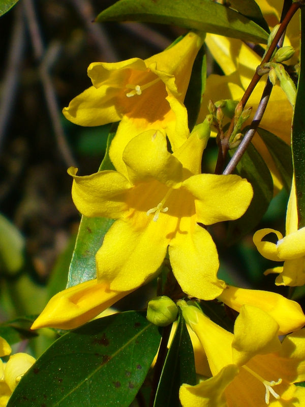 Carolina Yellow Jessamine, Carolina Jasmine, Evening Trumpet Flower, Woodbine
