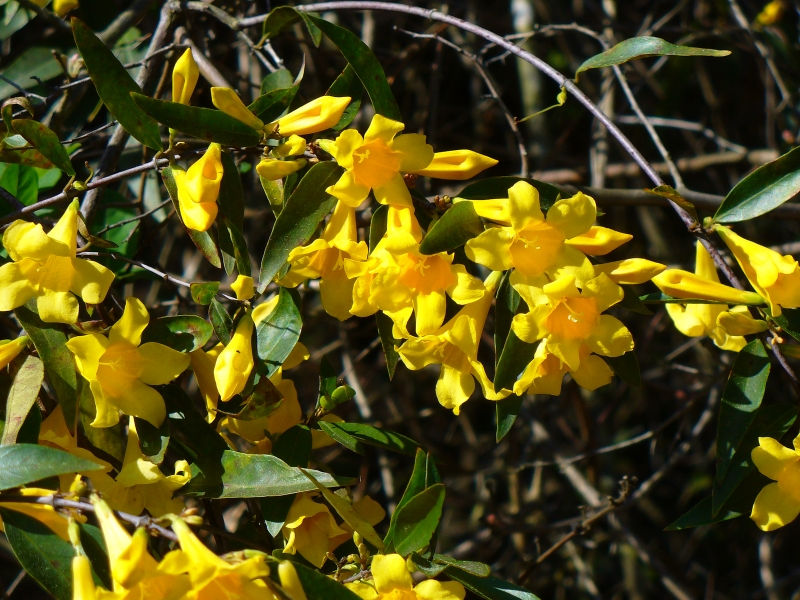 Carolina Yellow Jessamine, Carolina Jasmine, Evening Trumpet Flower, Woodbine
