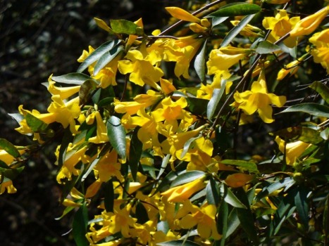 Carolina Yellow Jessamine, Carolina Jasmine, Evening Trumpet Flower, Woodbine