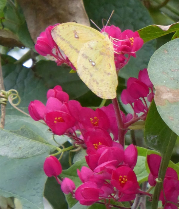 Baja Red Rose of Montana, Coral Vine