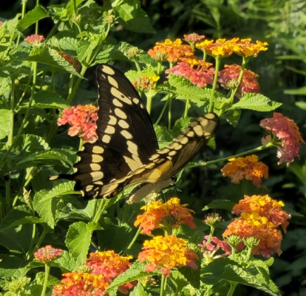 Miss Huff Hardy Lantana