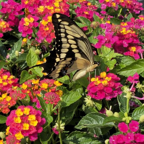 HEARTLAND™ Neon Lantana