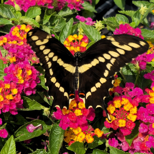 HEARTLAND™ Neon Lantana