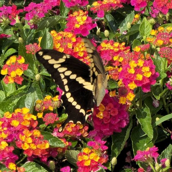 HEARTLAND™ Neon Lantana