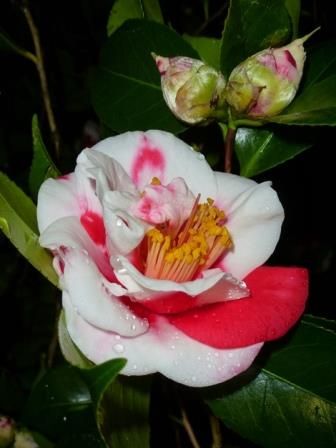 Gigantea Camellia