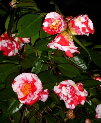 Gigantea Camellia