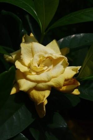 golden magic jasmine gardenia