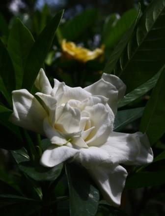 golden magic jasmine gardenia