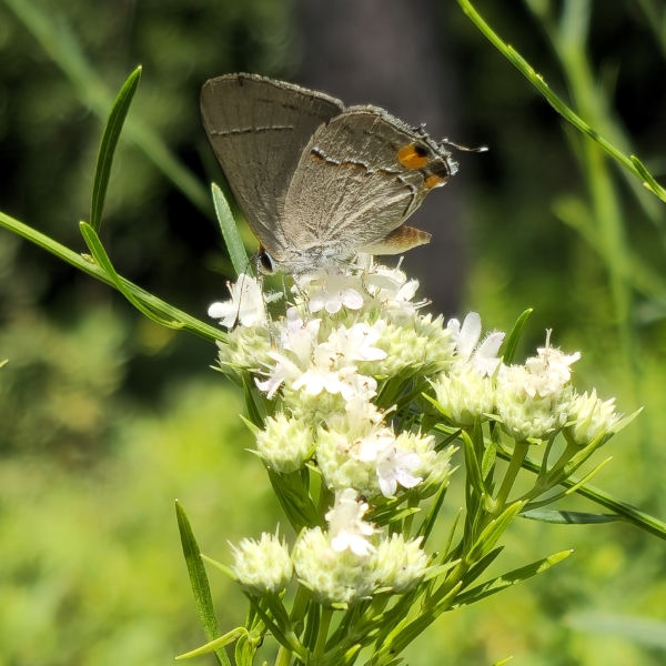 Narrowleaf Mountainmint, Slender Mountainmint