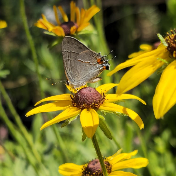 Black-Eyed Susan, Gloriosa Daisy, Rudbeckia