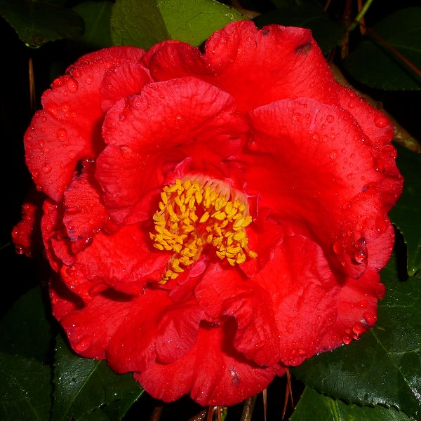 Guilio Nuccio Camellia