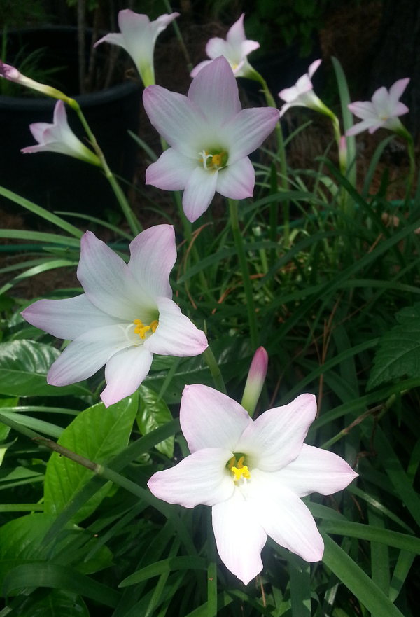 Pink Rainlily, Argentine Rainlily, Brazilian Copper Lily, Pink Fairy Lily