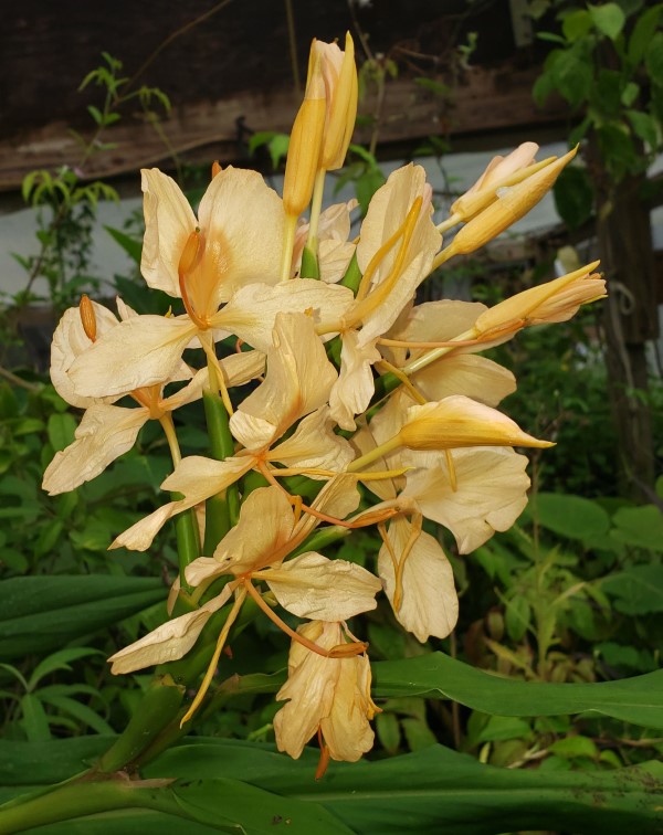 Giant Hybrid Yellow Ginger