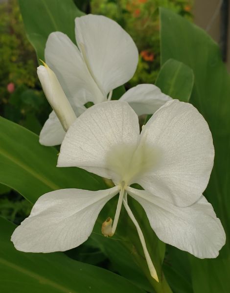 White Butterfly Ginger, Garland Flower
