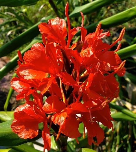 Red Butterfly Ginger