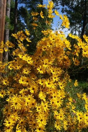 Swamp Sunflower, Narrowleaf Sunflower