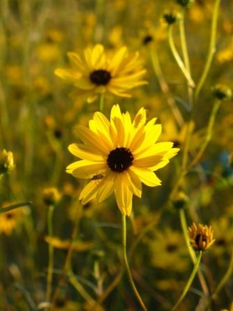 Swamp Sunflower, Narrowleaf Sunflower