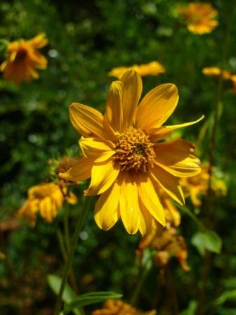 Western Sunflower, Fewleaf Sunflower